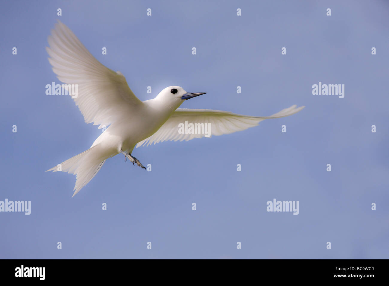 Fairy Tern aleggia prima dello sbarco Foto Stock