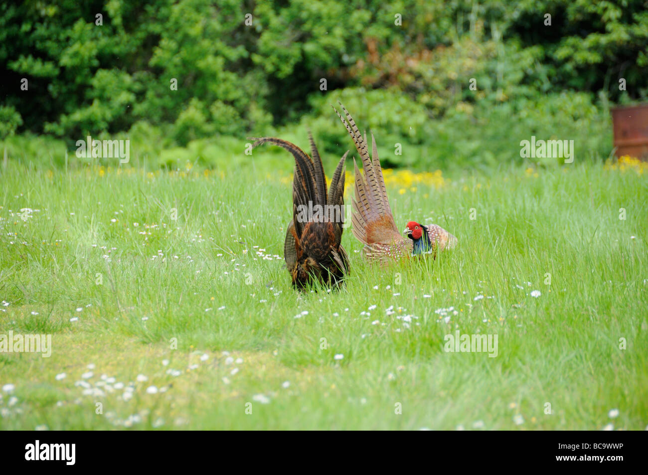 Fagiani Phasianus colchicus due maschi la visualizzazione di NORFOLK REGNO UNITO può Foto Stock