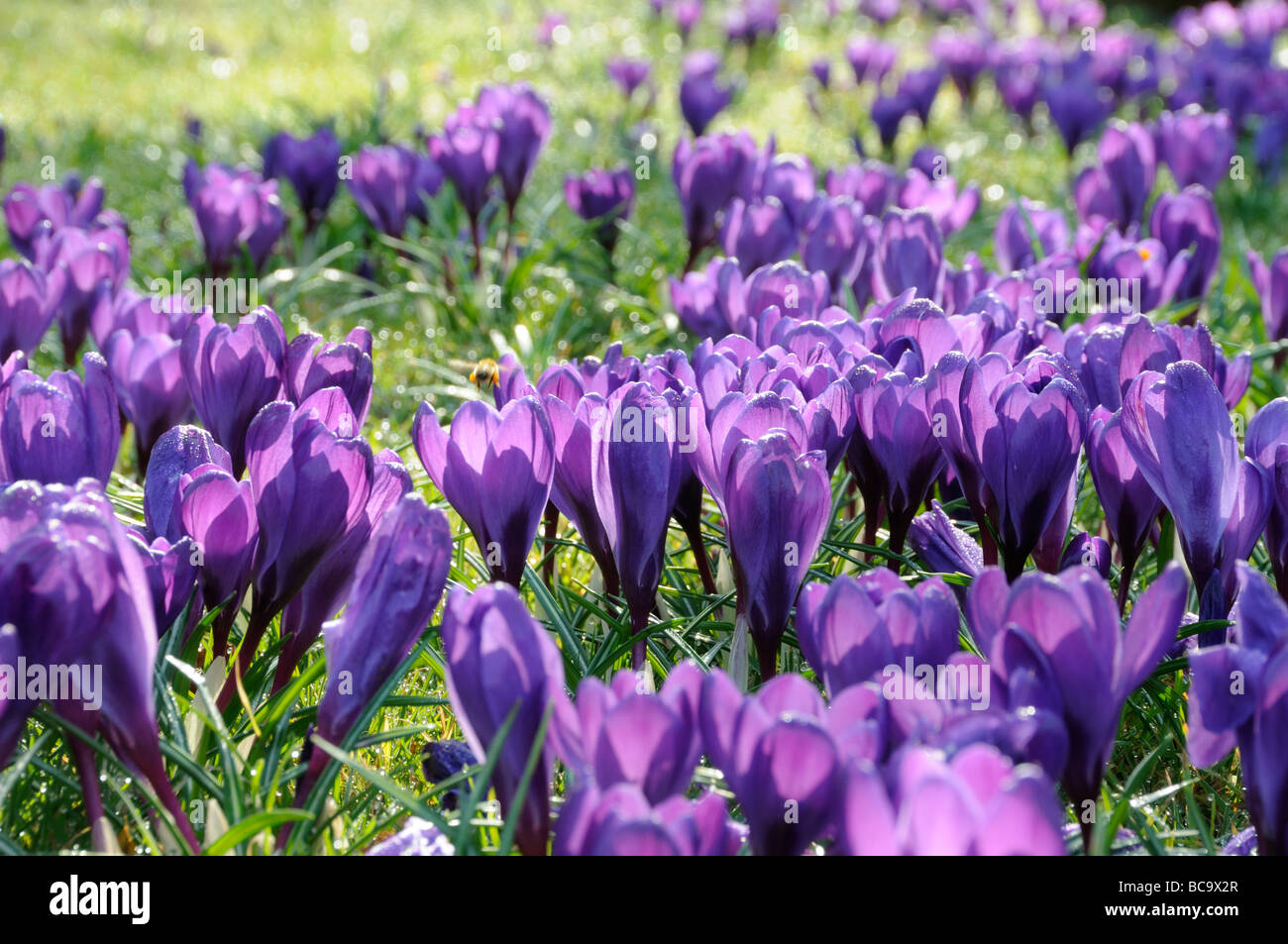 Le derive della primavera crocus retroilluminato fioritura shot sul giardino prato UK Marzo Foto Stock