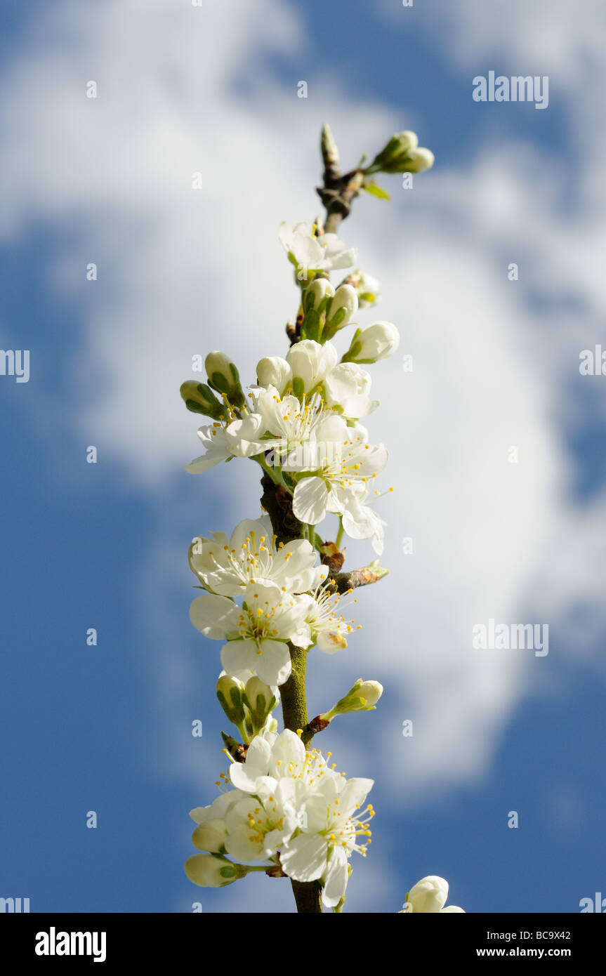 Immagine ravvicinata di Victoria prugna Fiore di cielo blu e nuvole bianche UK Aprile Foto Stock
