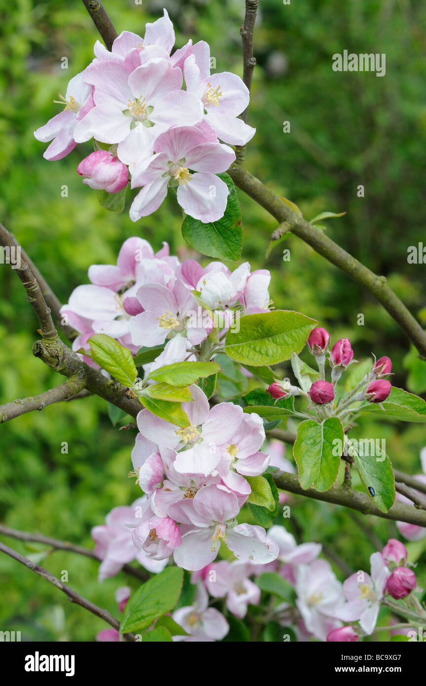 Apple Blossom Dr harvey immagine ravvicinata di fiori UK potrebbe Foto Stock