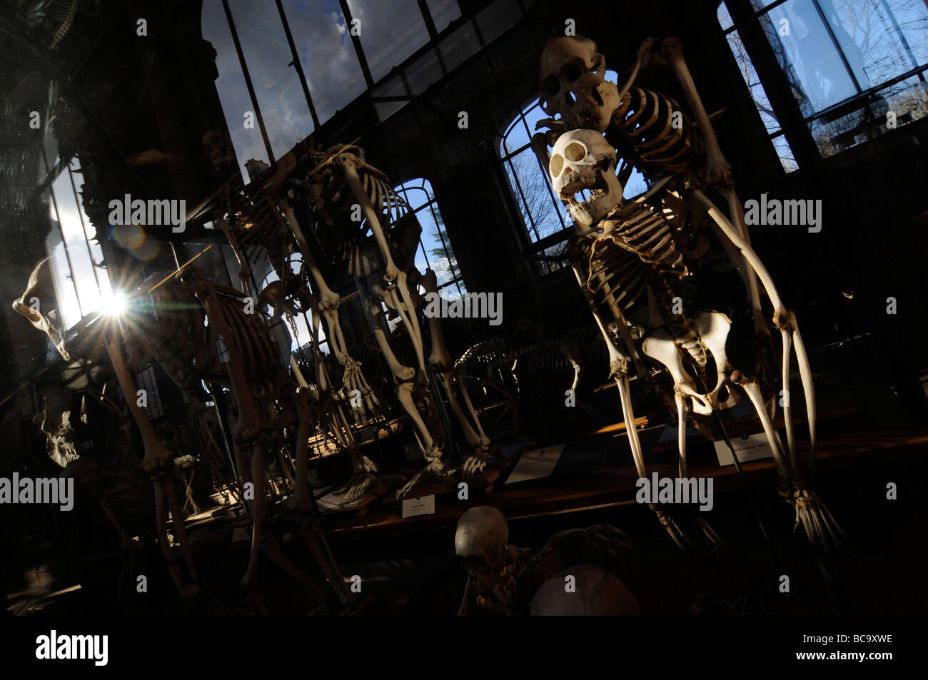 Primate scheletri e teschi sul display nella grande galleria dell'evoluzione presso il museo di storia nazionale di Parigi, Francia. Foto Stock