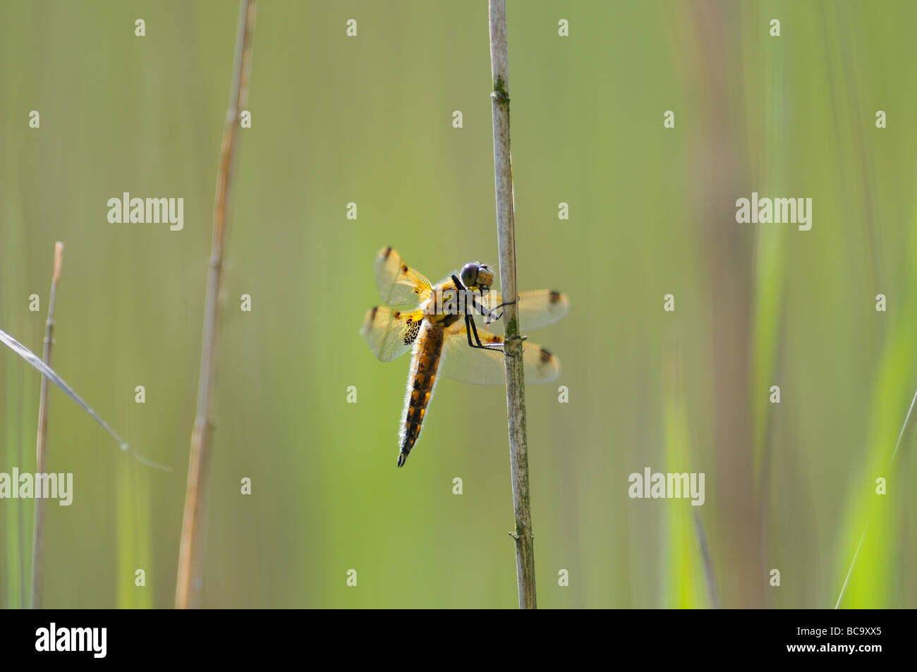 Dragonfly quattro Spotted Chaser libellula quadrimaculata a riposo sulla vegetazione NORFOLK REGNO UNITO Giugno Foto Stock