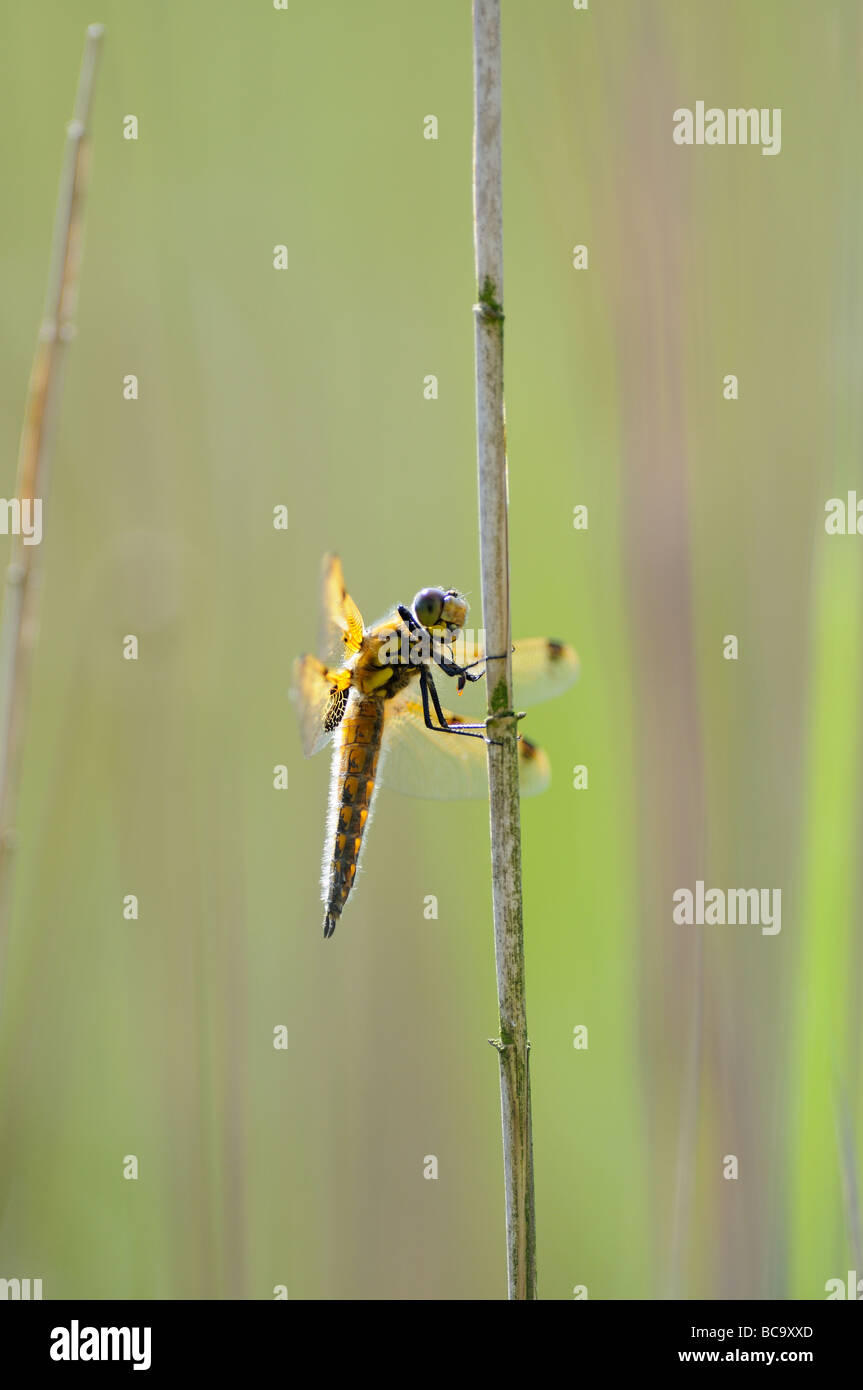 Dragonfly quattro Spotted Chaser libellula quadrimaculata a riposo sulla vegetazione NORFOLK REGNO UNITO Giugno Foto Stock