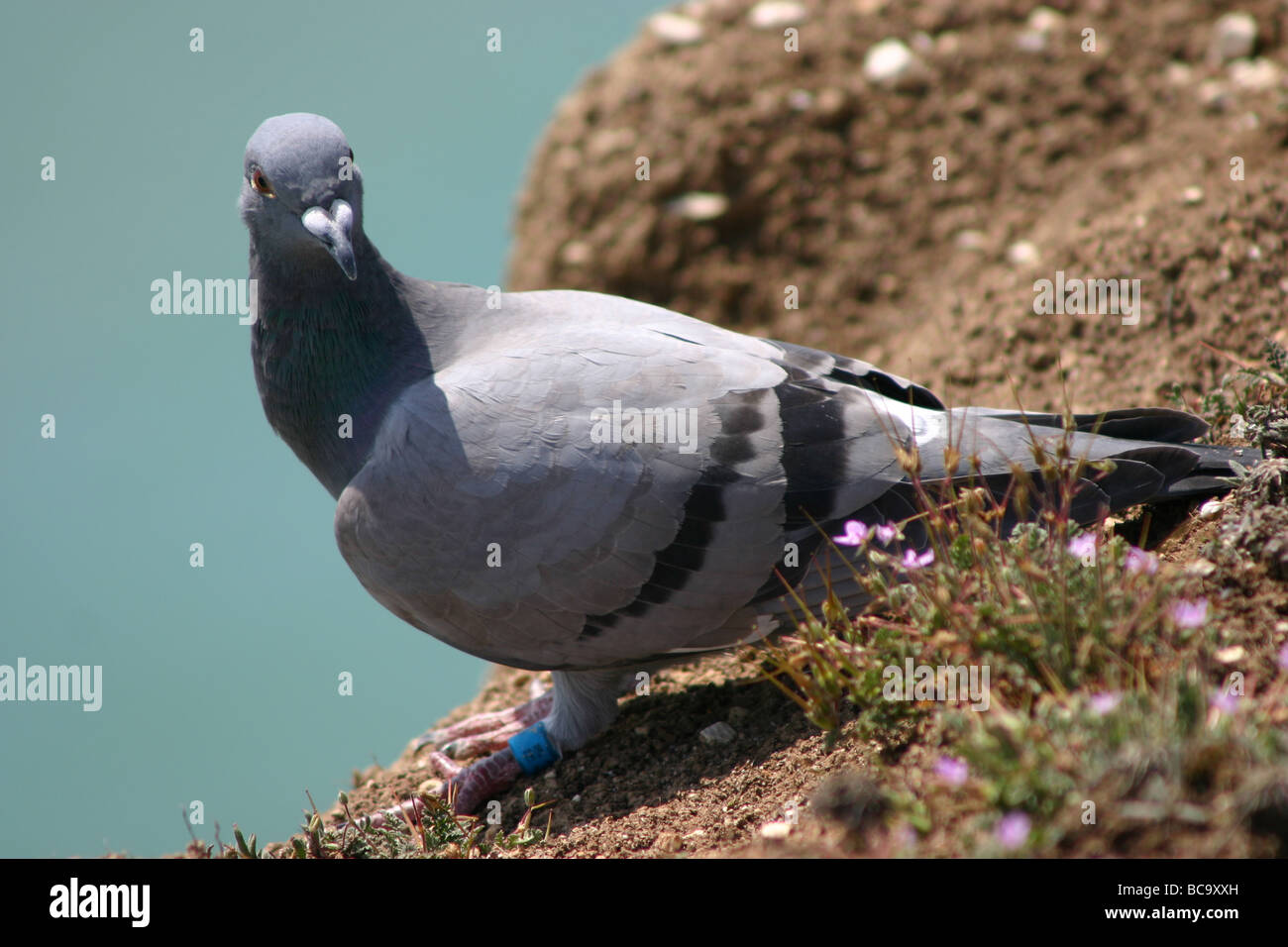 Racing Pigeon poggiante su Beachy Head Foto Stock