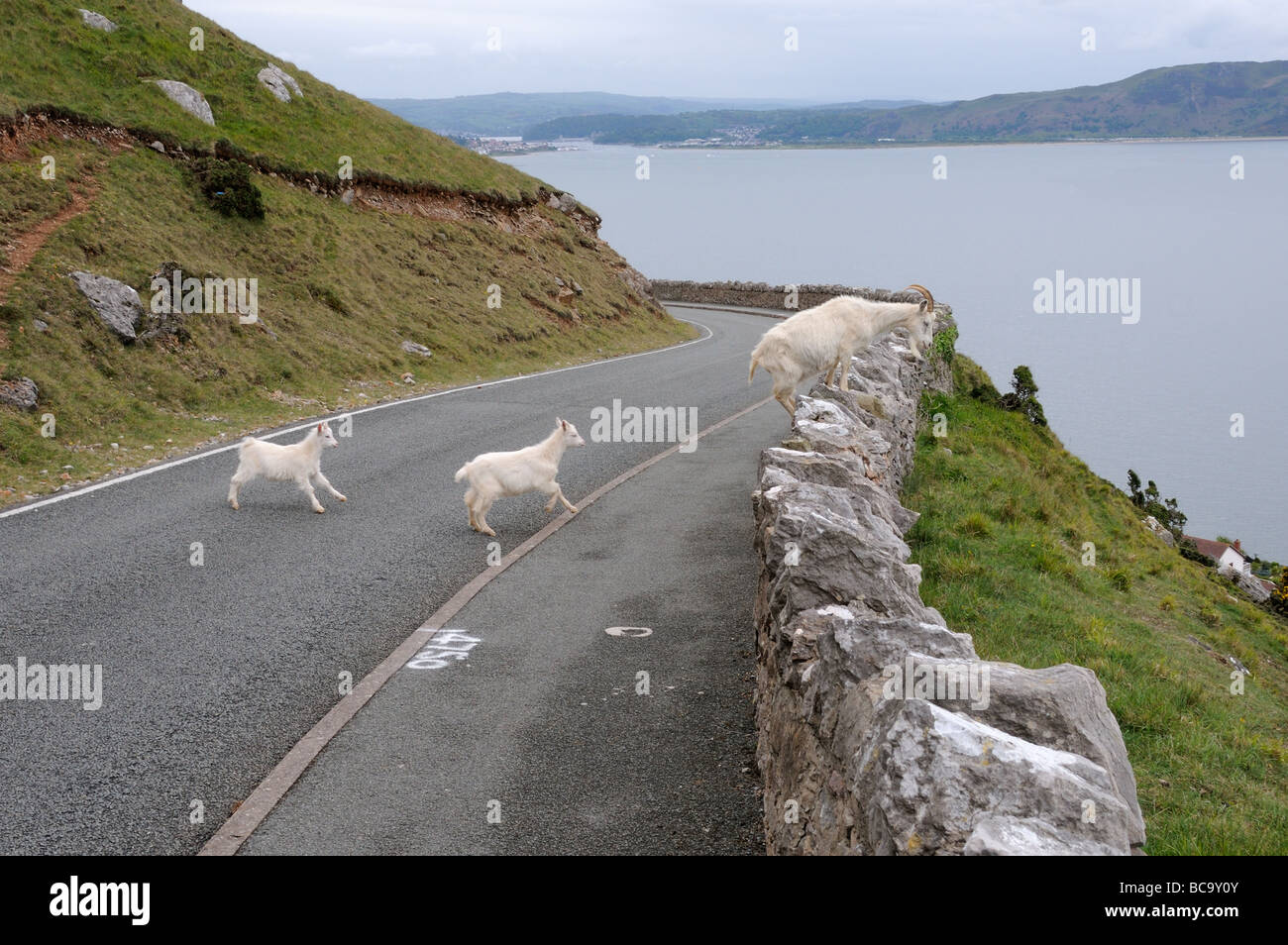 Great Orme capre Kashmir Nanny e due bambini di strada di attraversamento Llandudno North Wales UK potrebbe Foto Stock