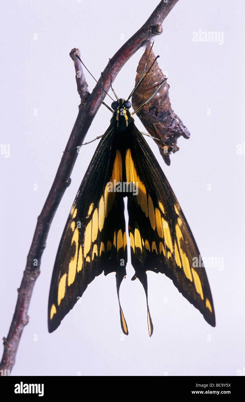 A coda di rondine, a farfalla Papilio machaon, asciugando le sue ali dopo emergenti dalla sua crisalide Foto Stock