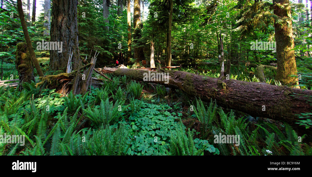 Alberi giganti in Cattedrale Grove Parco nazionale sull'Isola di Vancouver Canada America del Nord Foto Stock