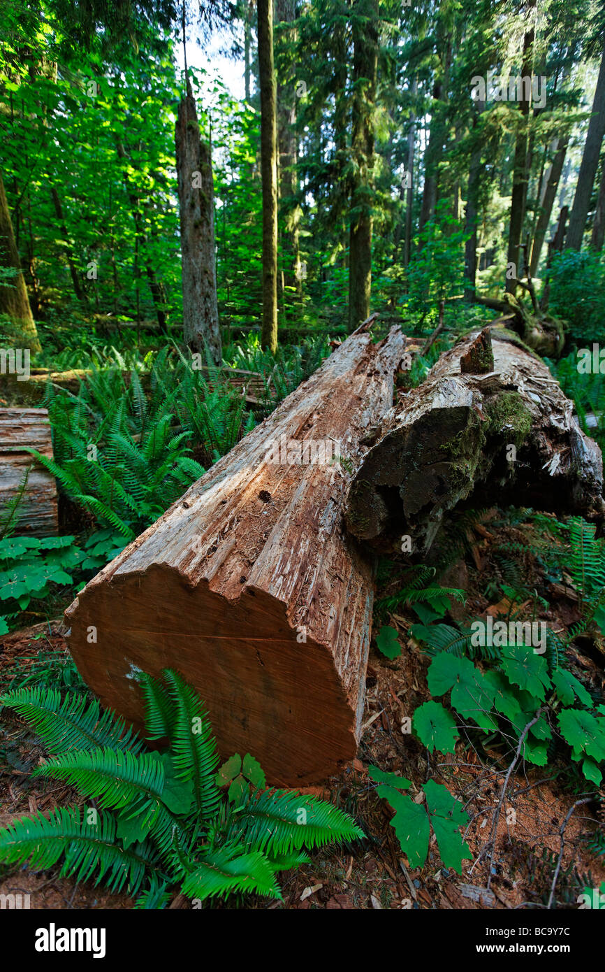 Alberi giganti in Cattedrale Grove Parco nazionale sull'Isola di Vancouver Canada America del Nord Foto Stock