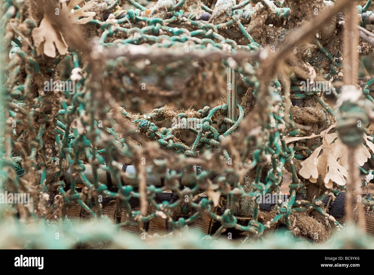 Chiudere l immagine di un vuoto a secco lobster pot con alcuni bit di alghe marine tangled in pezza. Foto Stock