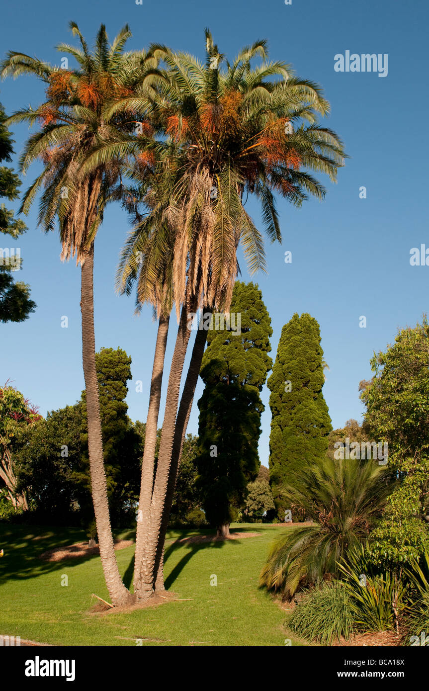 Le palme nel giardino botanico di Sydney NSW Australia Foto Stock