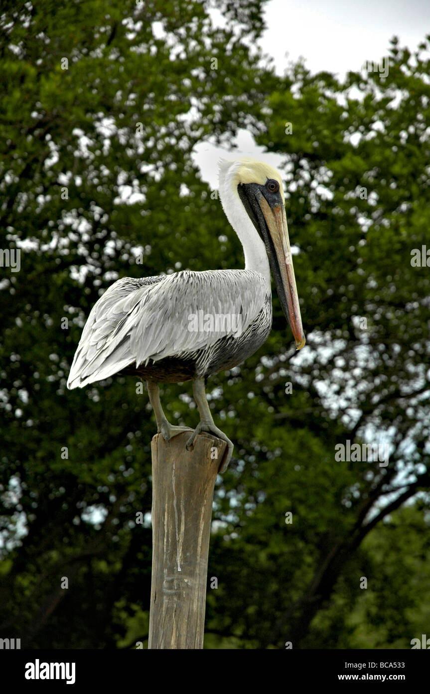 Pelican. Foto Stock