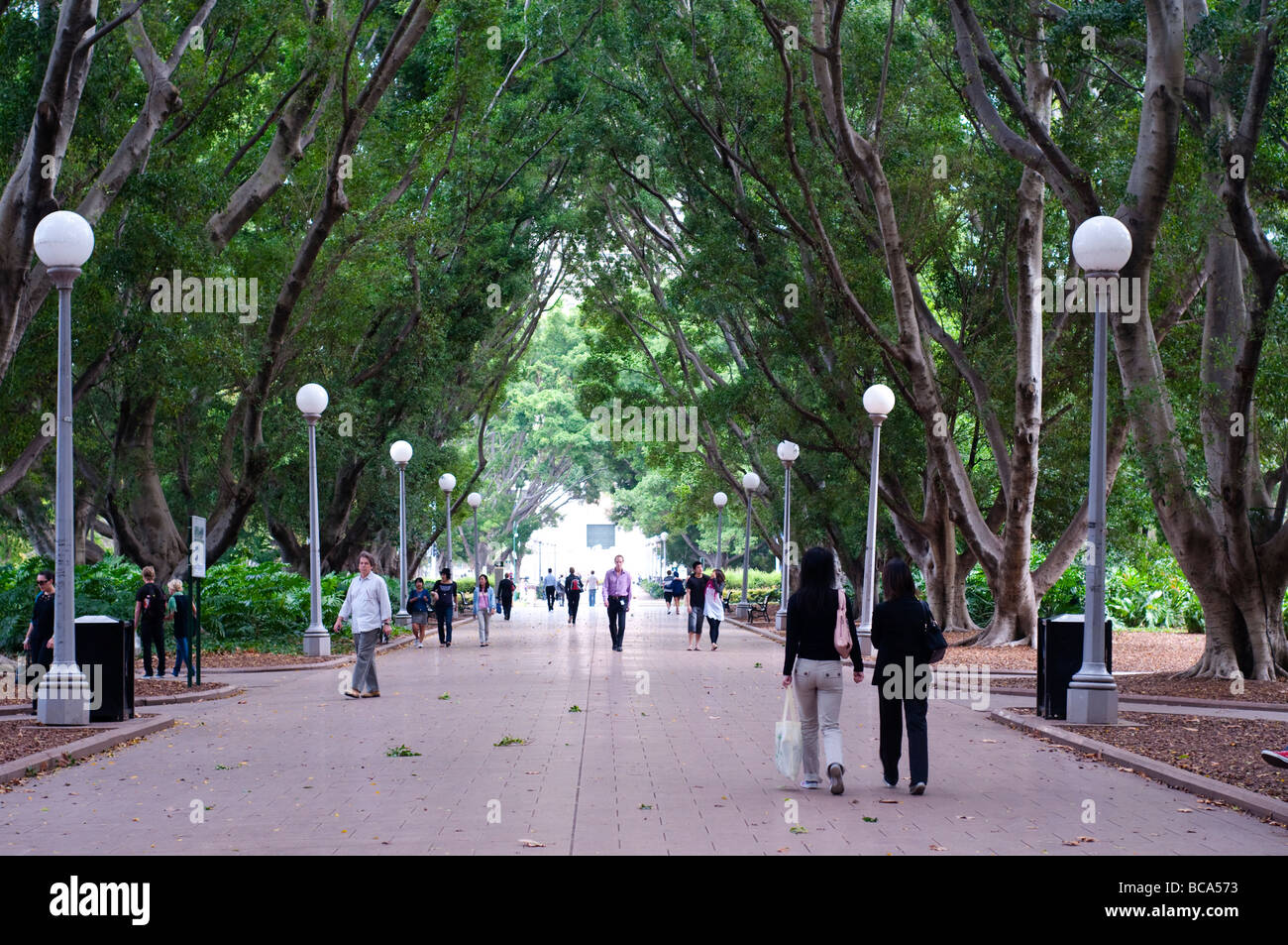 Passeggiata principale di Hyde Park Sydney NSW Australia Foto Stock