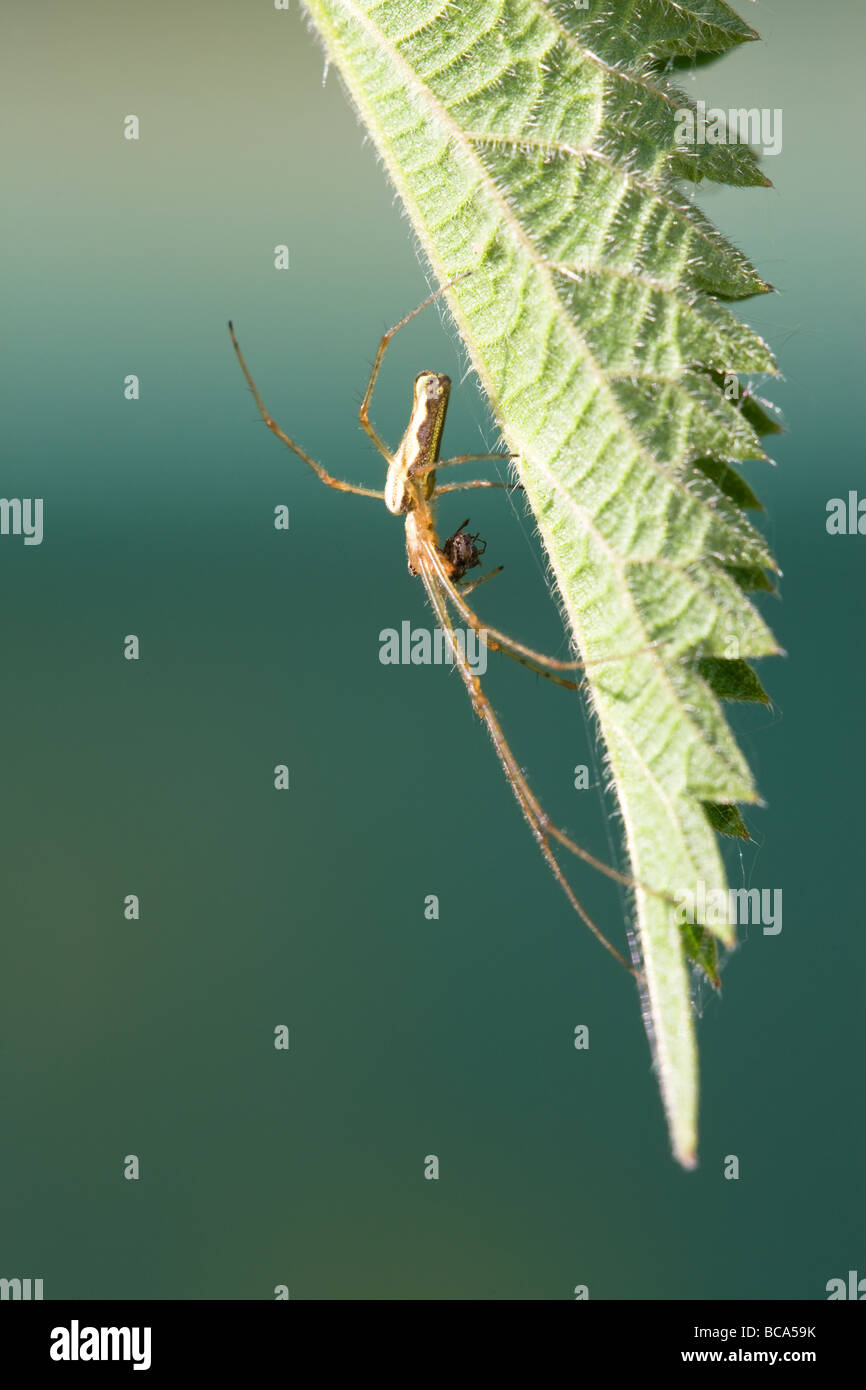 Grande con ganasce Orb Web Spider Tetragnatha montana Foto Stock