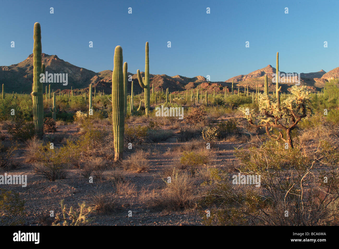 Deserto Sonoran scena con cactus Saguaro. Foto Stock