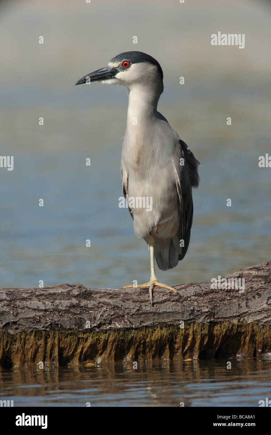 Un nero coronato nitticora in piedi su una gamba. Foto Stock