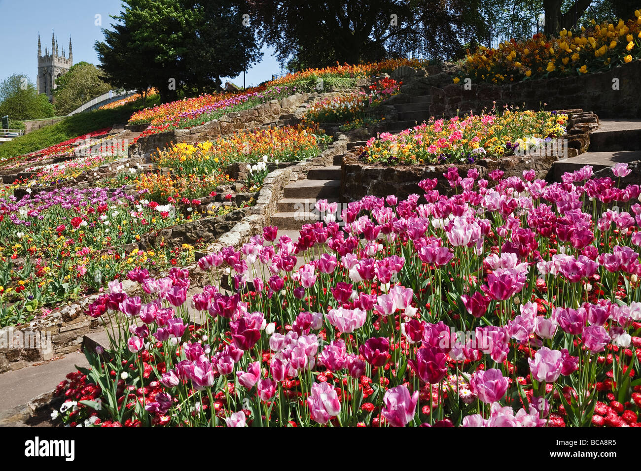 Display di tulipani nei giardini Stapenhill, Burton upon Trent, Staffordshire Foto Stock