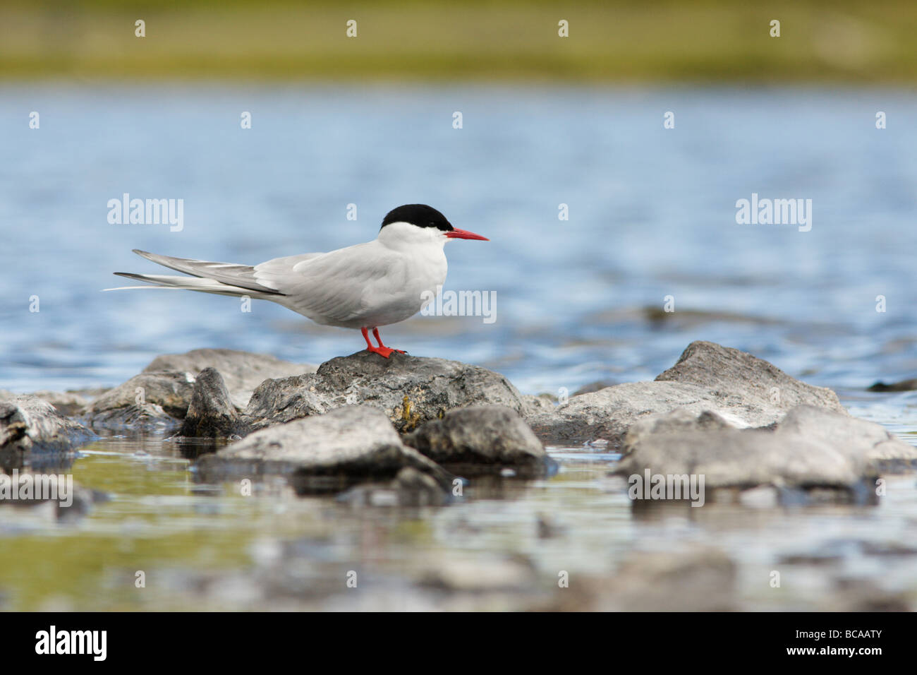 Un Arctic Tern (sterna paradisaea) o tirrick in Shetland sul Loch di Funzie, Fetlar , Shetland Foto Stock