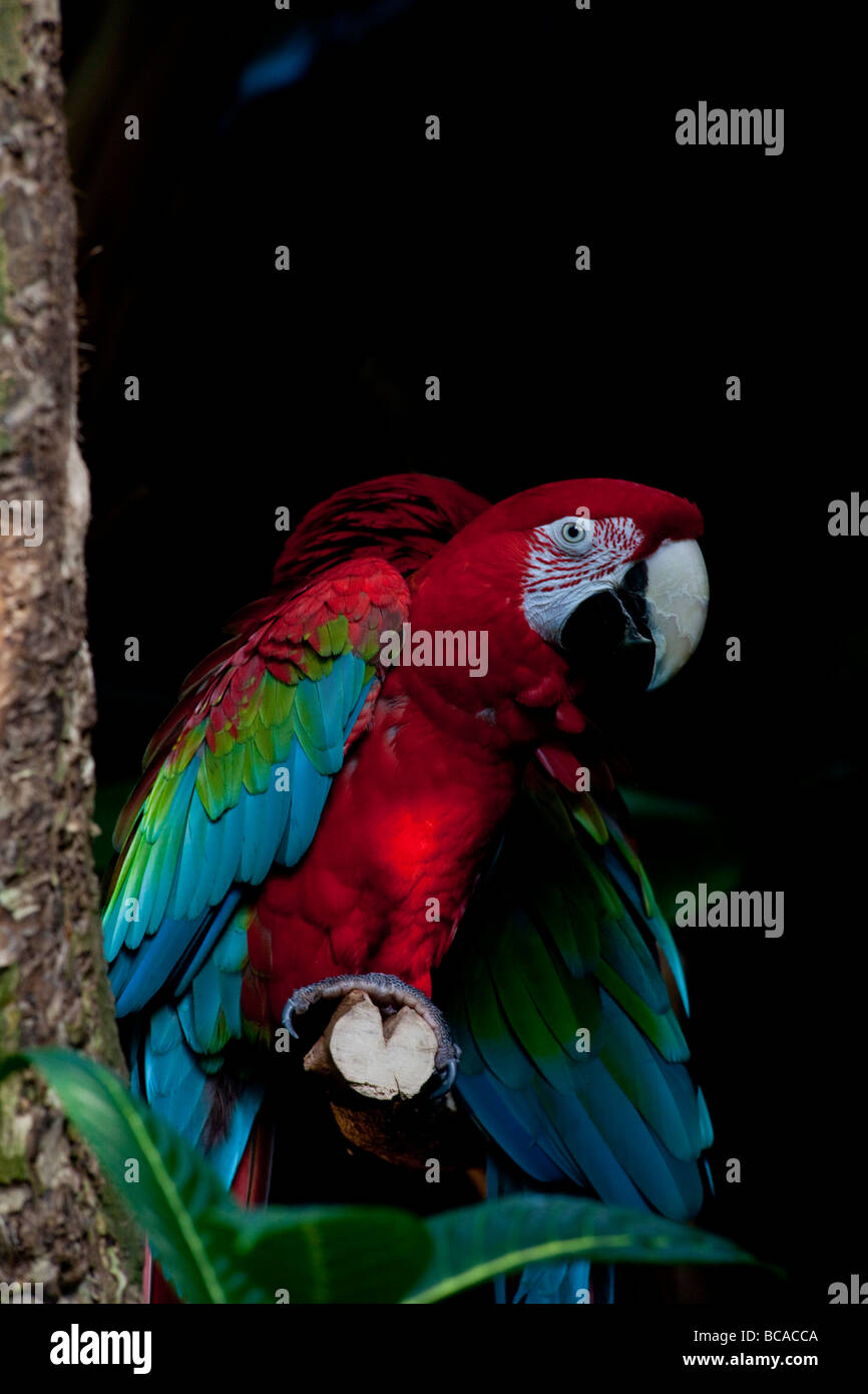 Il rosso e il verde macaw, Ara chloroptera Manu Foto Stock
