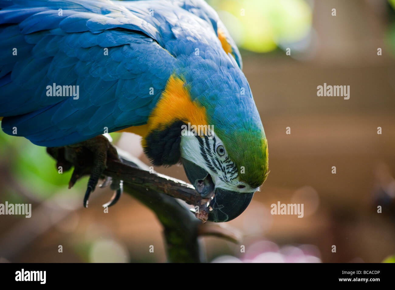 Blu e Giallo macaw, Ara ararauna Foto Stock