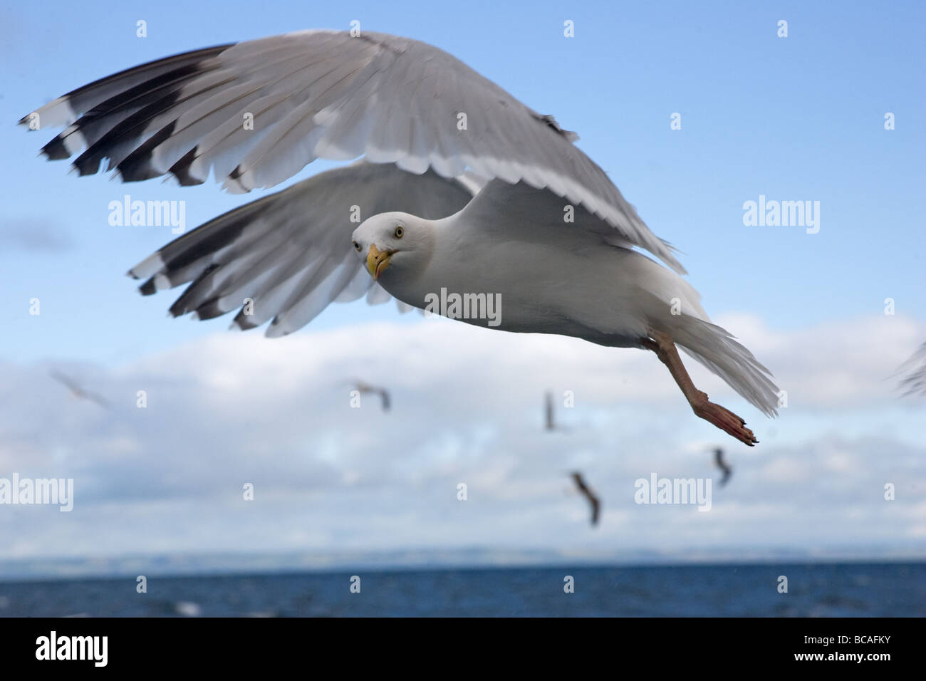 Un Gabbiano Aringhe (Larus argentatus) volare a fianco di una barca nel Firth of Forth, Scotland, Regno Unito Foto Stock