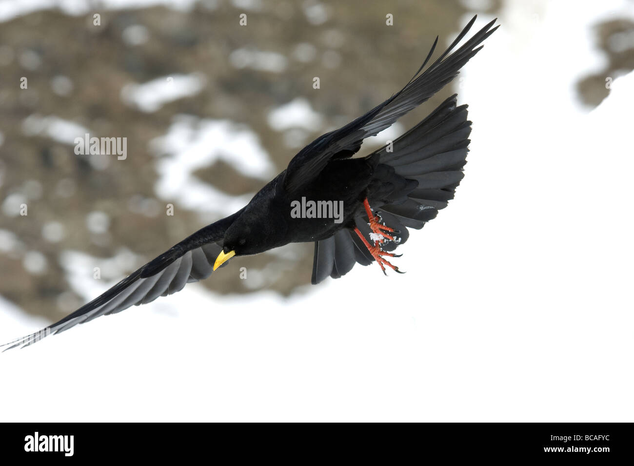 Gracchio alpino Pyrrhocorax graculus in volo uccelli corvidi montagna neve Cogne Parco Nazionale Gran Paradiso Valnontey rifugio Foto Stock