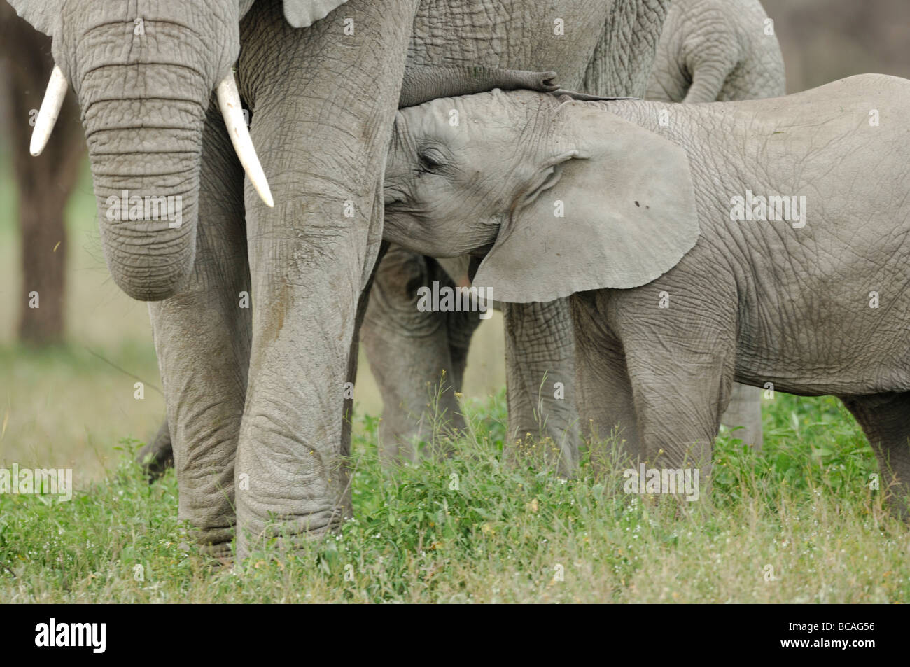 Foto di stock di un elefante di vitello, infermieristica Ndutu, Tanzania, 2009. Foto Stock