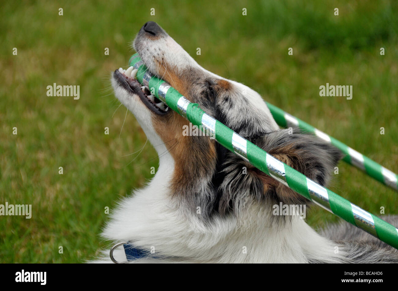 Sheltie cucciolo giocando con hoola hoop. Foto Stock
