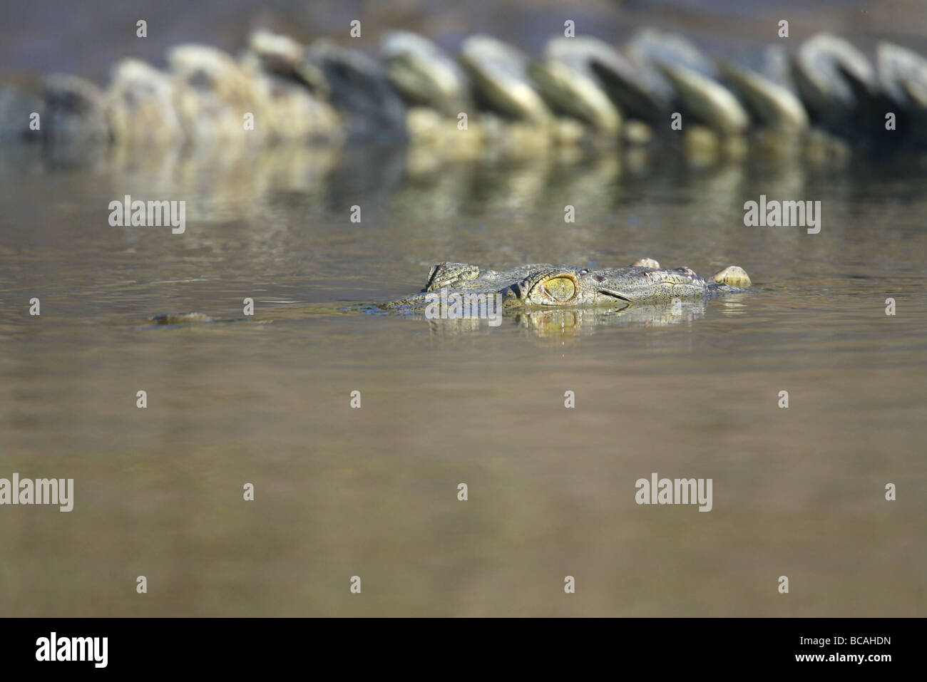 Coccodrillo americano Foto Stock