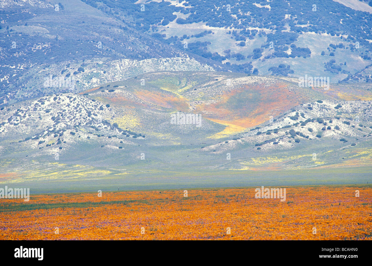 Campo impressionista di fiori selvatici in Antelope Valley. Foto Stock