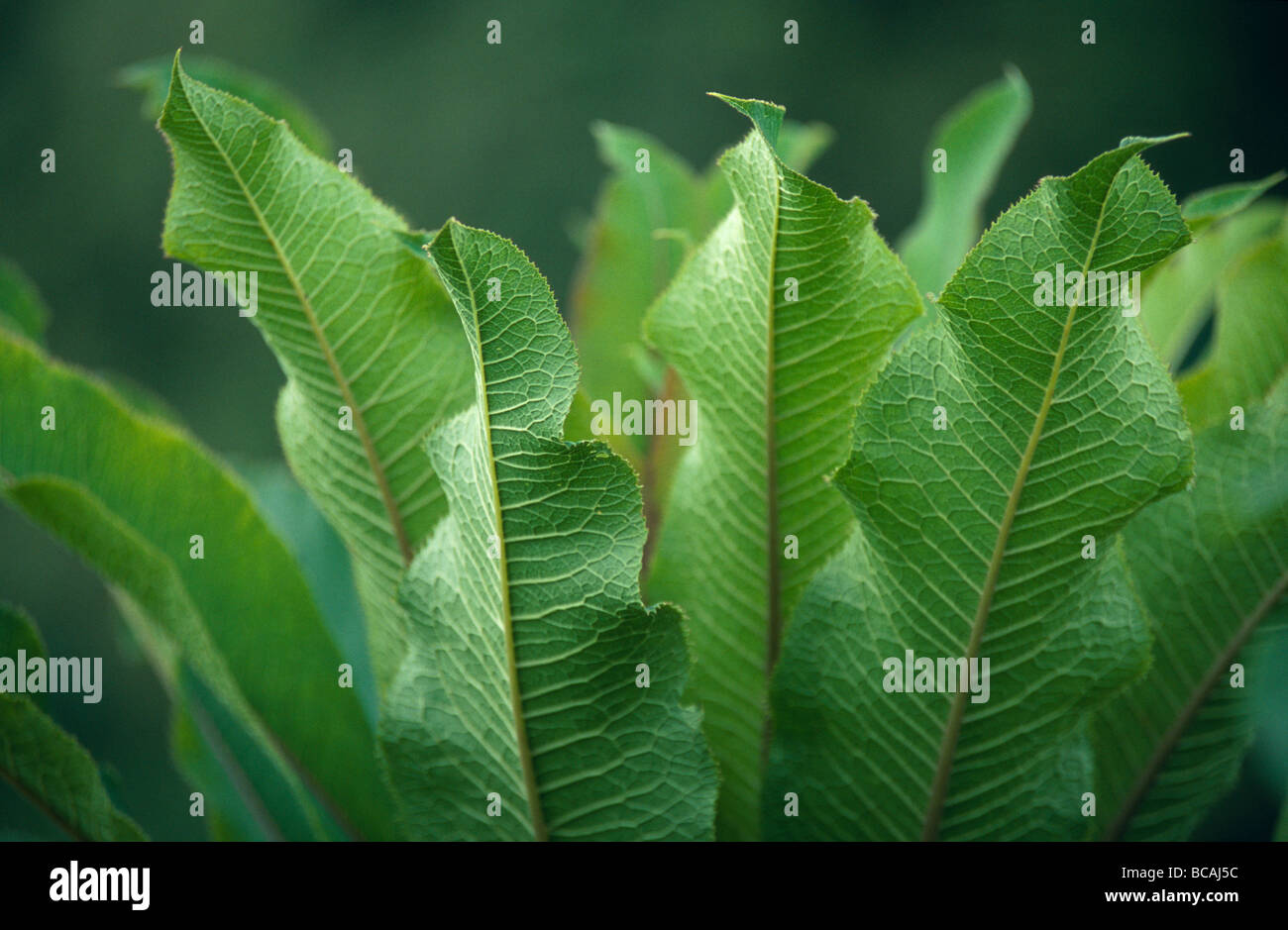 Vene linea il colore verde brillante delle foglie di un Africano pianta di giardino. Foto Stock