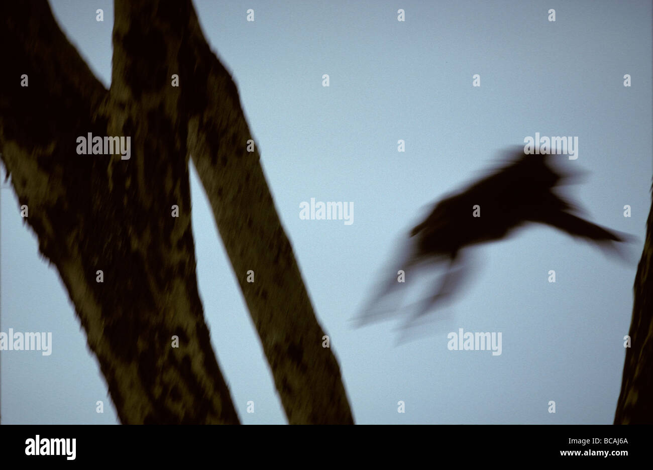 Il profilo di movimento di un agile babbuino oliva il salto tra gli alberi. Foto Stock