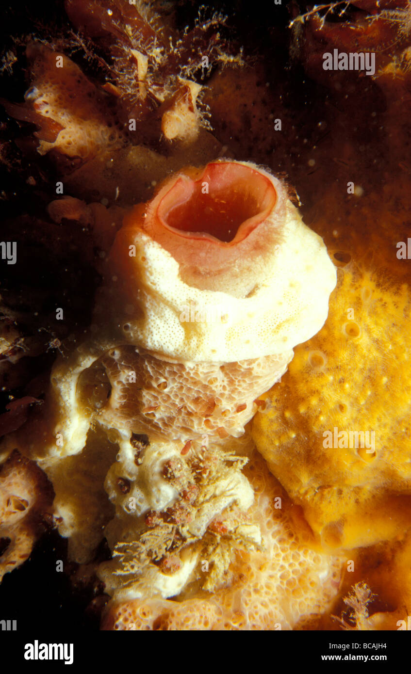 Un arancione Tunicate noto anche come un mare Squirt feed su un molo pilone. Foto Stock