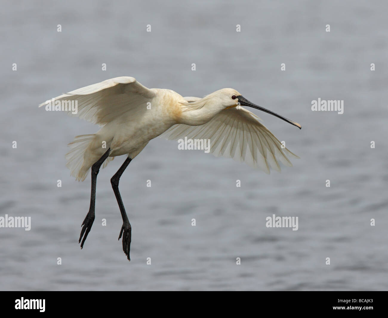 Spatola Platalea leucorodia, in volo attorno alla terra con ali stese Foto Stock