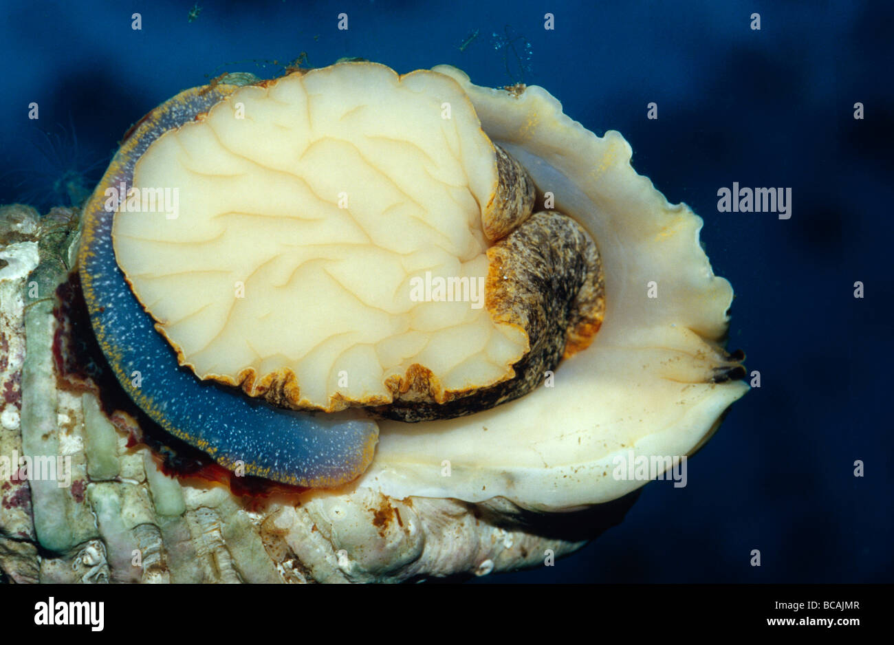 Una lumaca marina Cartrut Shell, Thais Orbita, scivola lungo il vetro chiaro. Foto Stock