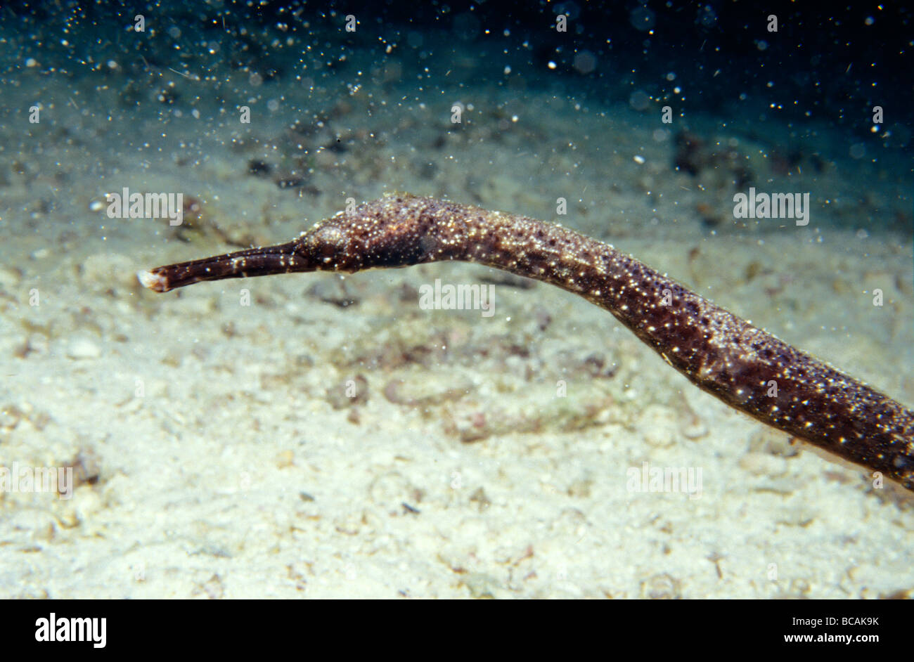 La forma allungata della testa e del collo del Pipefish inusuale. Foto Stock
