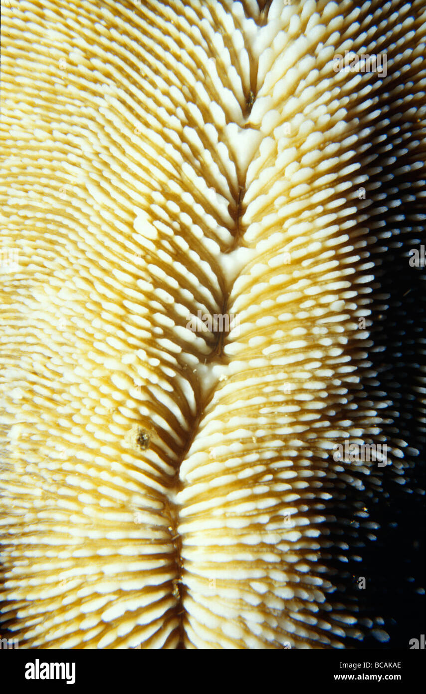 Il nervate e increspata superficie testurizzata del fungo di corallo, Fungia. Foto Stock