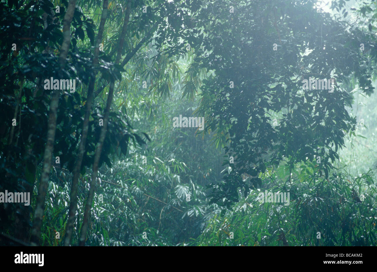 Piogge torrenziali che cadono in una verdeggiante e densa foresta pluviale tropicale. Foto Stock