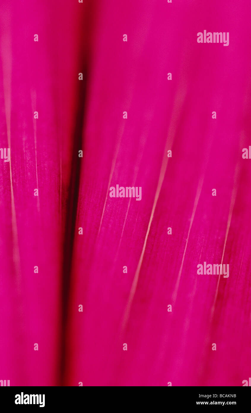 La soluzione satura di rosa di una banana flower lampadina genere Musa. Foto Stock