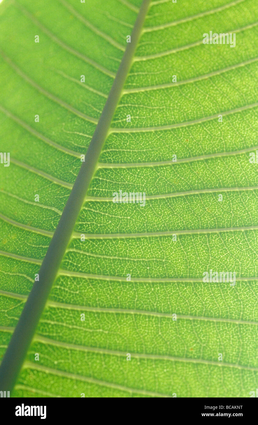 Le delicate venature retroilluminata di una trama banana leaf del genere Musa Foto Stock