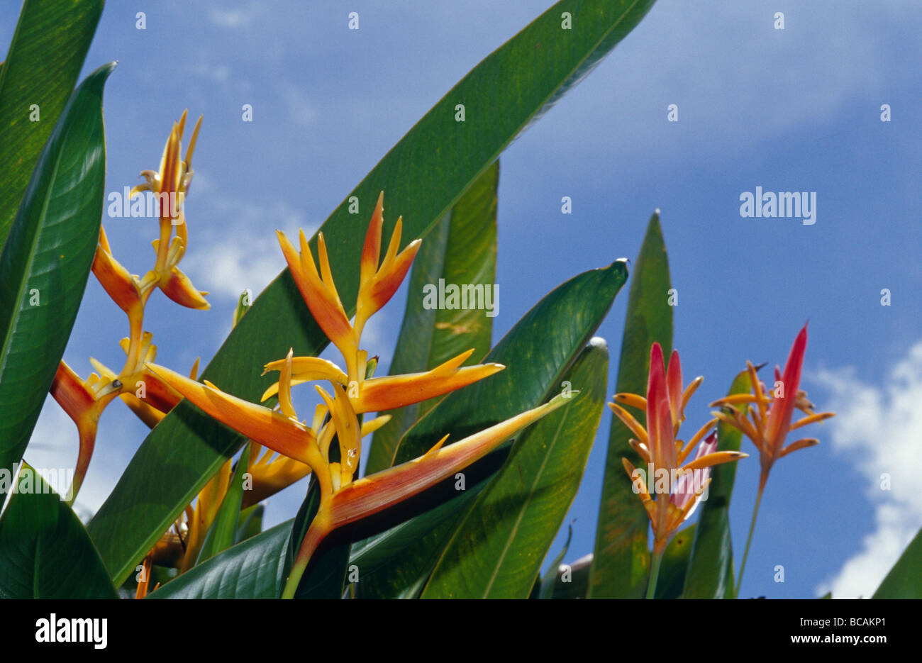 Il rosso e al giallo dei petali del fiore Heliconia. Foto Stock