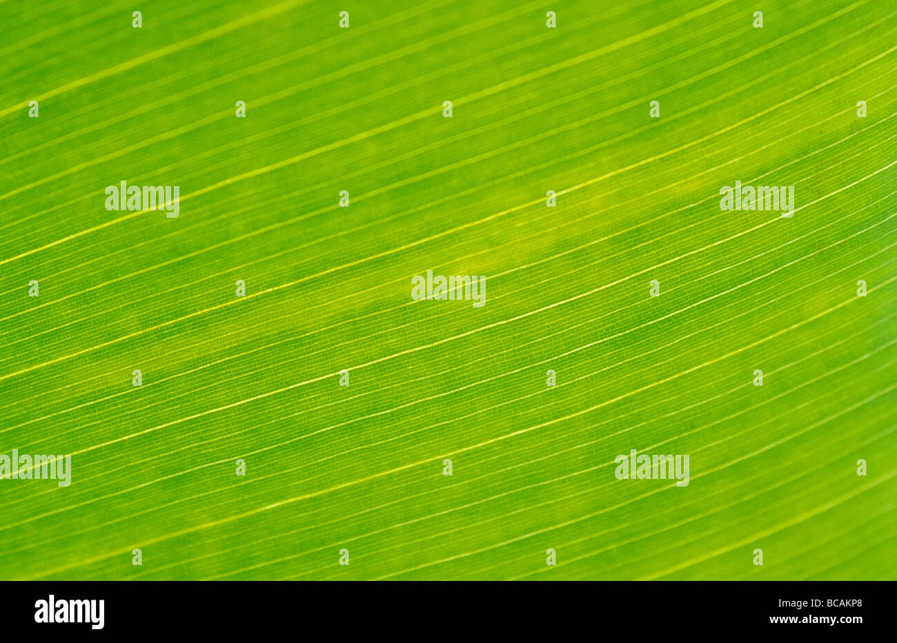 La trama verde brillante vene di una foglia di banano del genere Musa. Foto Stock
