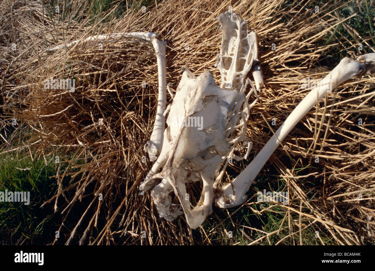 In gran parte intatto lo scheletro di un australiano White Pelican in canne. Foto Stock