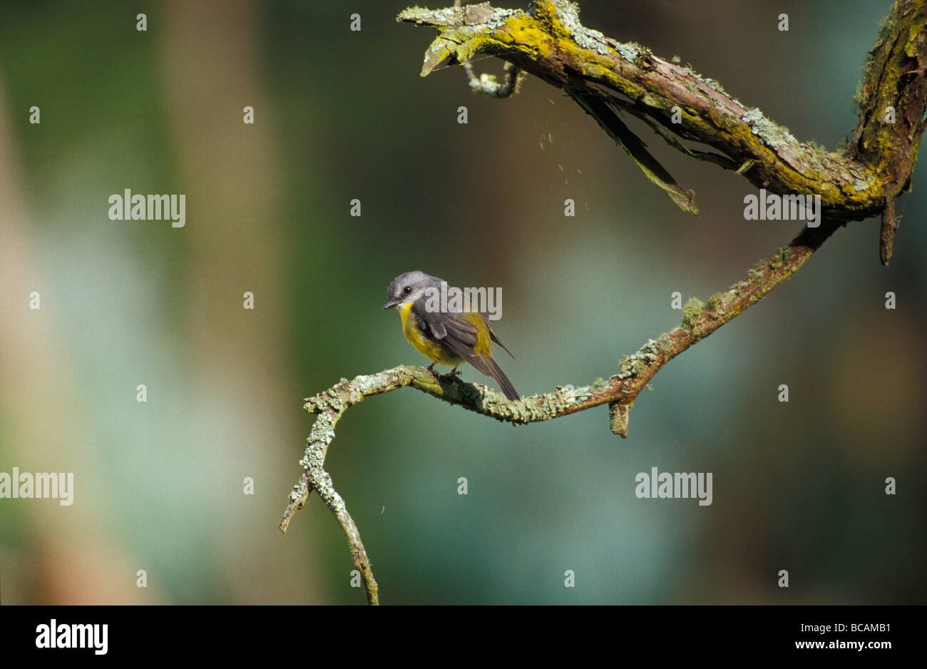 Un piccolo giallo Robin appollaiato su un lichen coperto il ramo di un albero morto. Foto Stock