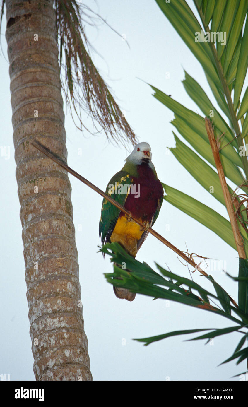 Un colorato luminosamente Wompoo frutto-colomba alimentazione su palm dadi semi. Foto Stock