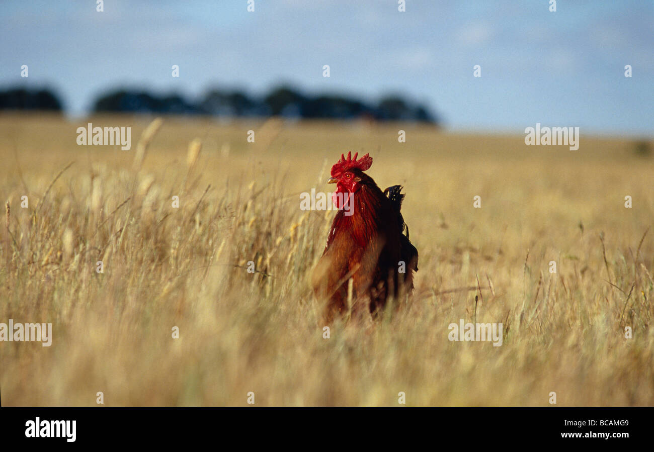 Un cocky free range Rooster sondaggi la prateria aperta del suo dominio. Foto Stock
