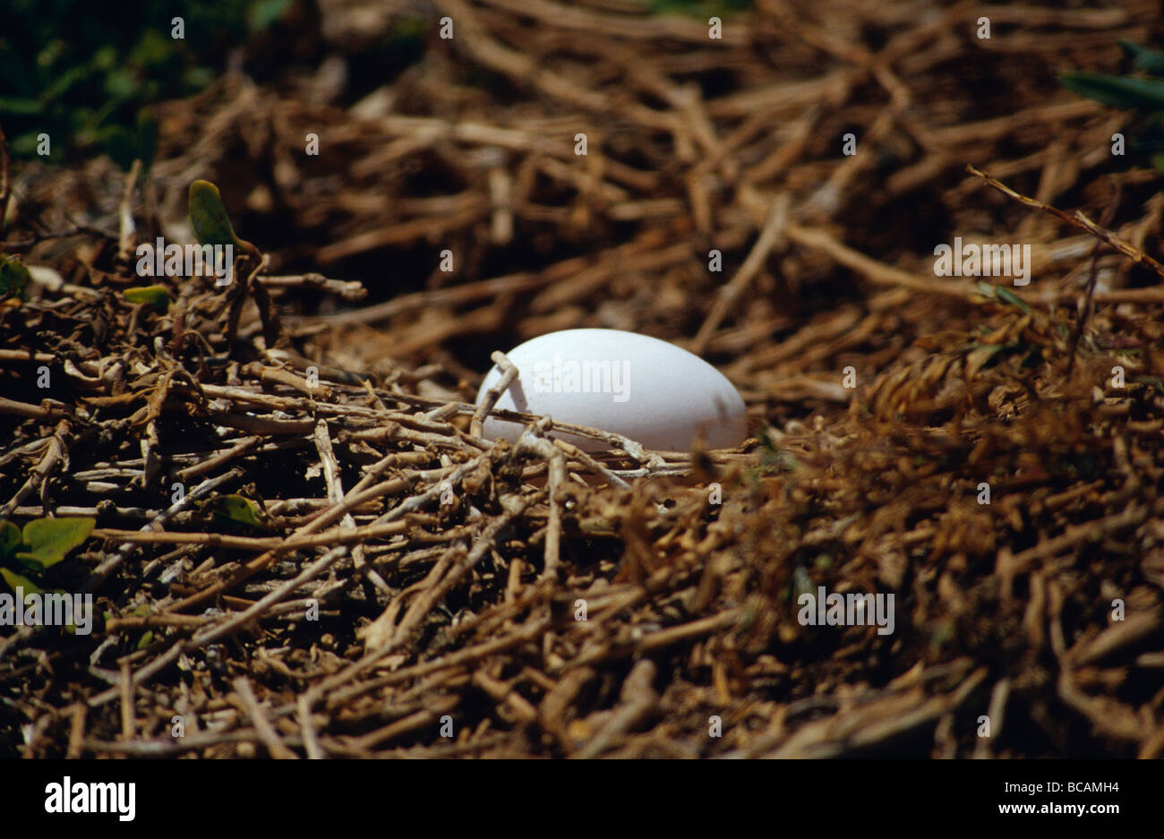 Un Shearwater Bird's uovo in un nido esposta, vulnerabile ai predatori. Foto Stock