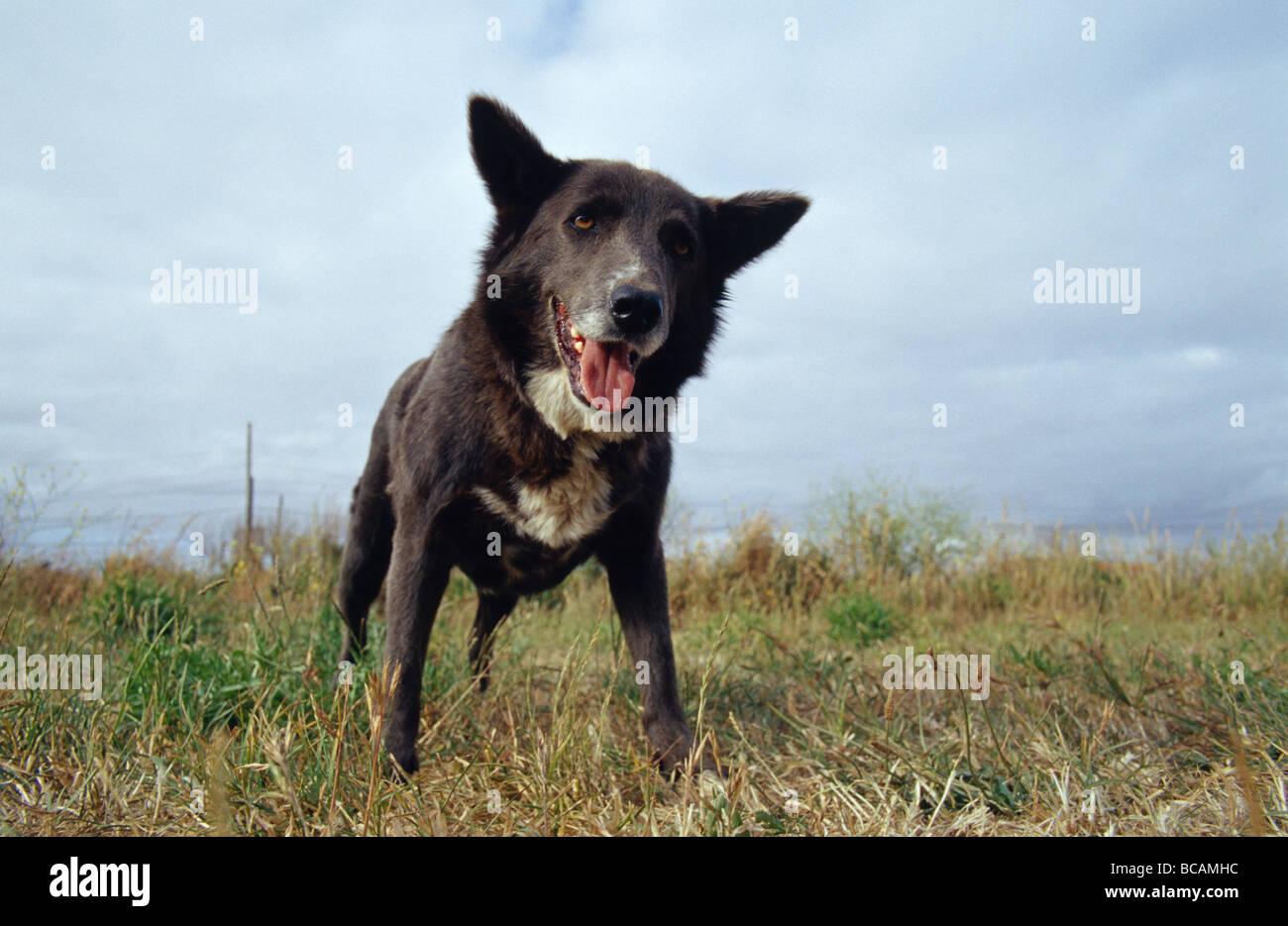 Un avviso Kelpie cane in attesa durante una partita di fetch. Foto Stock