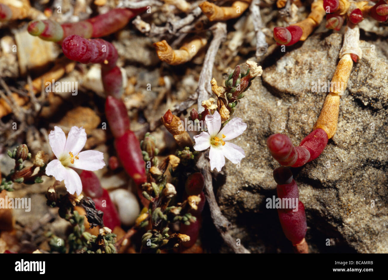 Vetro di Sarcocornia mosto di malto e una rosa di fiori selvaggi costiere si aggrappano alle rocce. Foto Stock