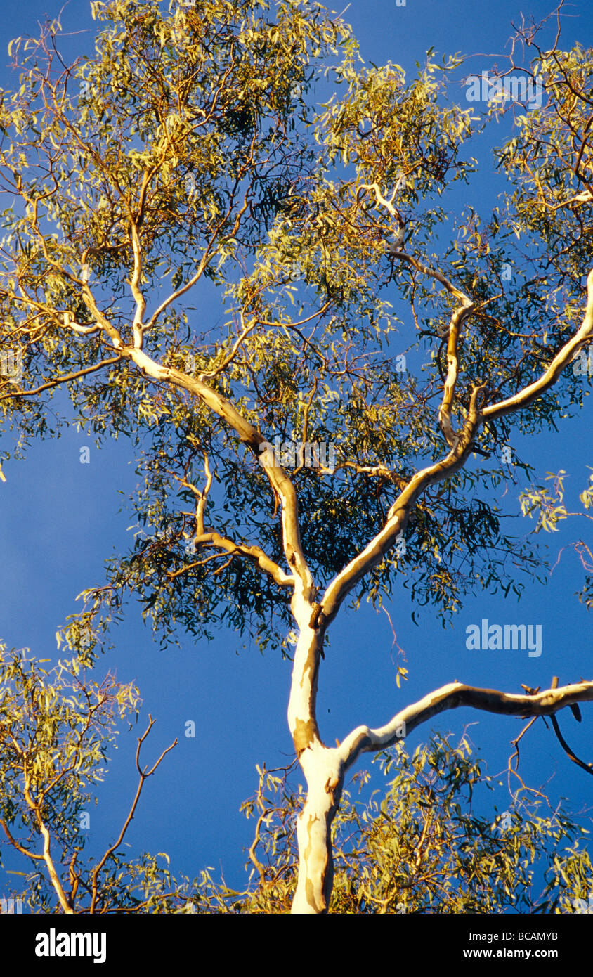 Un fiume Gomma rossa albero canopy contrasta fortemente contro un cielo blu. Foto Stock